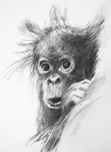 OrangUtan Baby